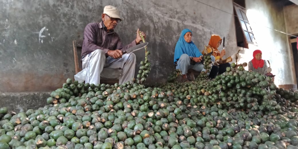 Warga memotong biji aren dari tangkainya untuk diolah menjadi kolang-kaling di Desa Jatirejo, Gunungpati